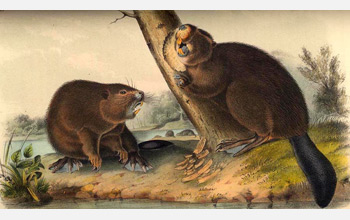 The American Beaver, by John James Audubon, 1854.