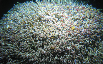 an aggregate of more than 14,000 tubeworms.