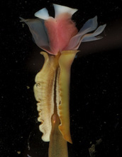 Lamellibrachia barhami, a tubeworm that lives at hydrothermal vents and methane seeps.