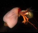 a crab that uses an anemone as a shell.