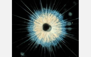 A living planktonic foramanifera from subtropical waters of the Atlantic Ocean.