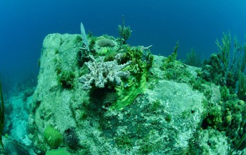 A colony of the coral Orbicella annularis with encroaching algae, 10 months after Hurricane Irma.