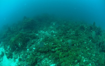Before the hurricanes, corals were already depleted, compared to reefs 30 years earlier.