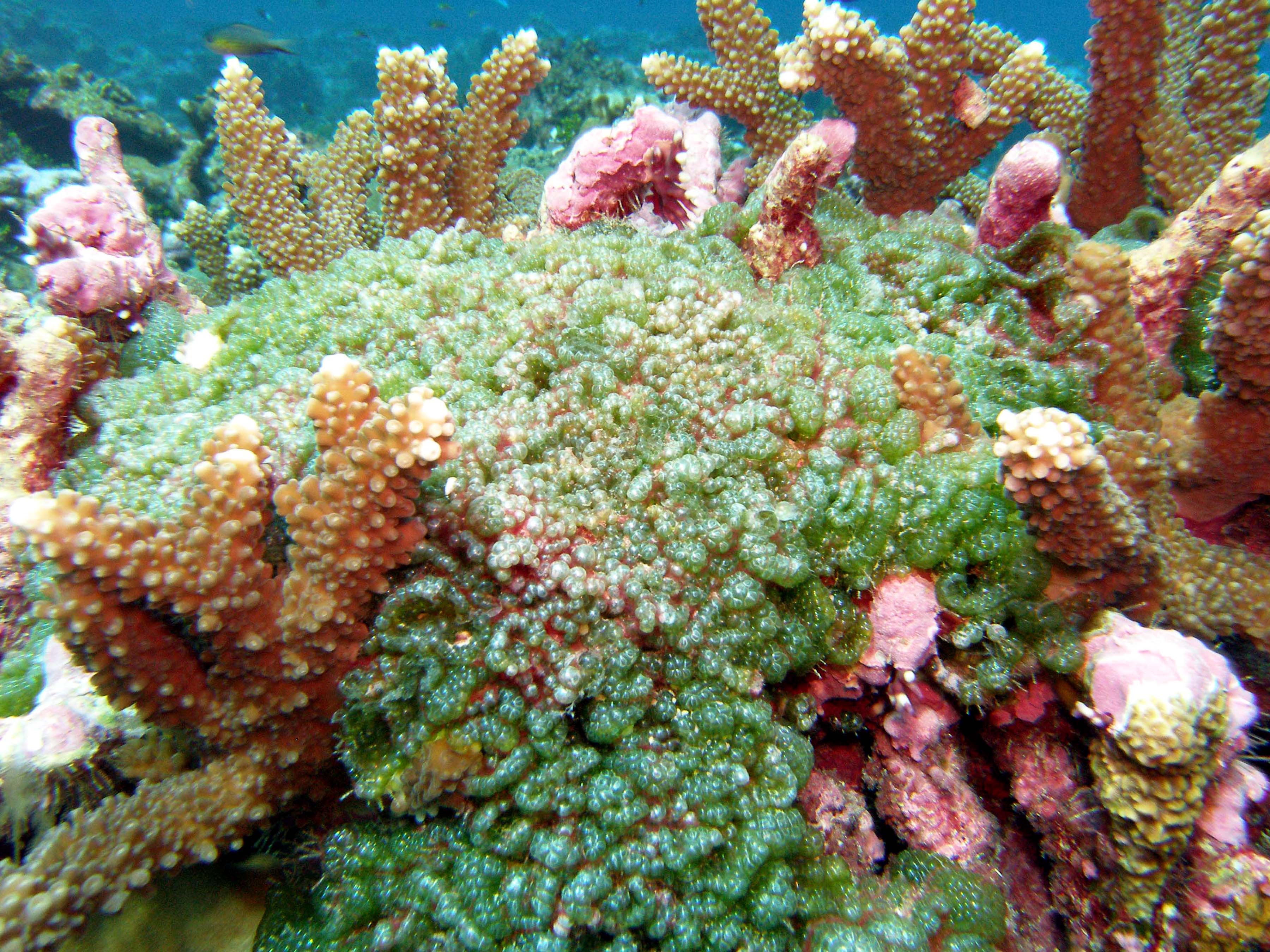 Fleshy algae may soon smother this otherwise healthy coral reef.