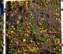 A set of small plots with diverse flowers
