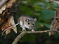 The white-footed mouse, Peromyscus leucopus, is the subject of a new study.