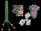 In this rendition, a phage particle displays a region of the SARS-CoV-2 spike protein.