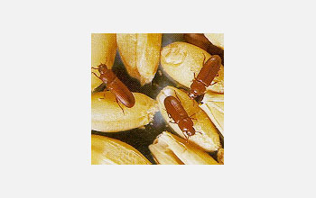 These red flour beetles are pictured on the wheat they eat and are often found near.