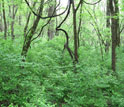 Amur honeysuckle at Cliff Cave County Park in Missouri.