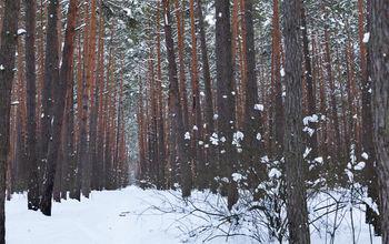 trees in a snowy forest