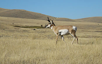 A solitary American pronghorn male on the National Bison Range in western Montana.