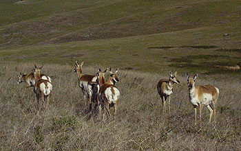 A group of pregnant American pronghorn females on the National Bison Range.