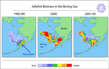 Map showing changes in size and range of jellyfish populations of the Bering Sea