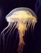 Photo of the jellyfish Chrysaora quinquecirrha.