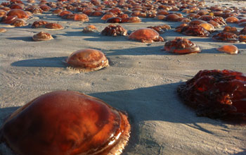 Jellyfish known as "sea tomatoes" on Cable Beach in western Australia