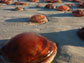 Jellyfish known as "sea tomatoes" on Cable Beach in western Australia