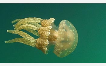 A photo of one jellyfish in the turquoise-blue waters of Jellyfish Lake.