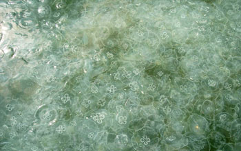 Photo of bloom of moon jellies, Aurelia aurita, in Chesapeake Bay.