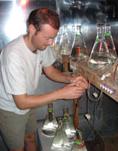 Photo of the experimental set-up of bacteria metabolism experiments used in the jellyfish study.