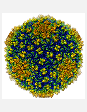 Bacteriophage Epsilon15 at resolution of 4.5 angstrom, highest resolution ever of living organism