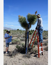 Photo of Willamette University students collecting morphological data from a Joshua tree.
