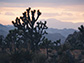 Joshua trees and a Mojave yucca at dusk; climate change is affecting the plants' flowering times.