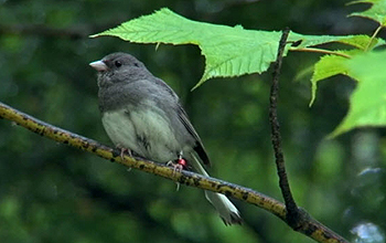 Close up of Junco on a tree branch