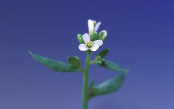 wild Arabidopsis thaliana flower