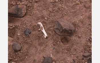 Photo a small fragment of the lower arm bone of A. afarensis.