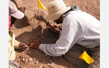 Photo of Yohannes Haile-Selassie excavating an A. afarensis rib from the Korsi Dora locality.