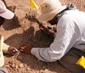 Photo of Yohannes Haile-Selassie excavating an A. afarensis rib from the Korsi Dora locality.