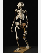 Photo showing the reconstructed skeleton of the Australopithecus afarensis Lucy.