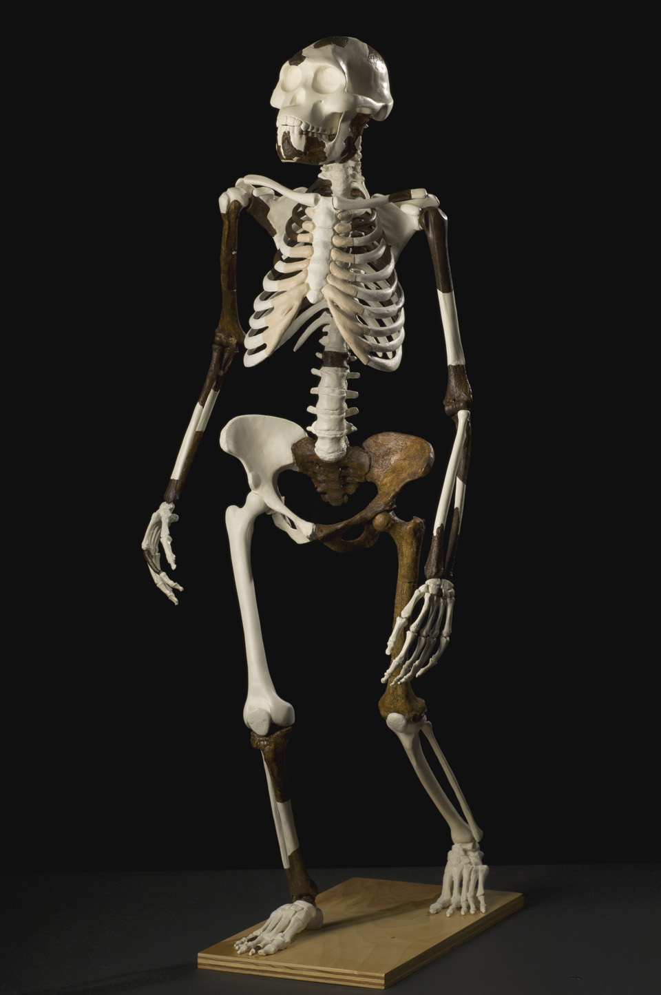 Australopithecus Skeleton