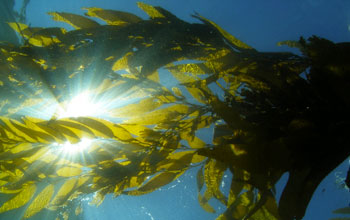 Photo taken underwater of the giant kelp canopy in the Santa Barbara Channel.