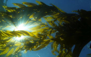 Climate change is affecting the giant kelp ecosystem at the NSF Santa Barbara Coastal LTER site.