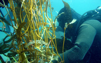 Photo of a scuba diver measuring giant kelp biomass in underwater research plots.