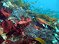 senorita fish swim among red, brown and green algae