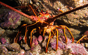 California spiny lobster