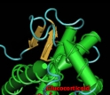 The actual molecular structure of two hormone receptors is shown.