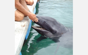 Kina, a false killer whale (<em>Pseudorca crassidens</em>)