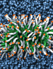 Snapshot of a self-assembled elongated micelle of non-ionic surfactant molecules