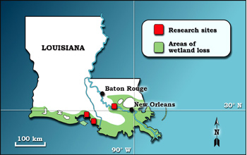 Coastal areas in green are currently experiencing loss of wetlands due to rising sea level