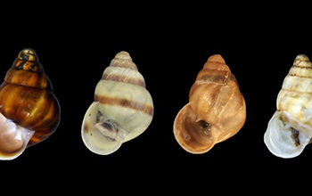 tree-dwelling snails