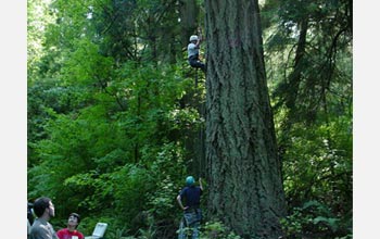 Photo of particpants climbing a tree.