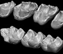 Photo of the upper and lower molars of the extinct Afradapis primate.