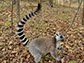 ring-tailed lemur sniffs a tree