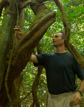 ecologist Stefan Schnitzer who studies lianas or woody vines in tropical forests.