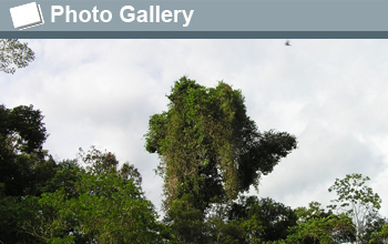 Photo of tree covered in vines and the words Photo Gallery.