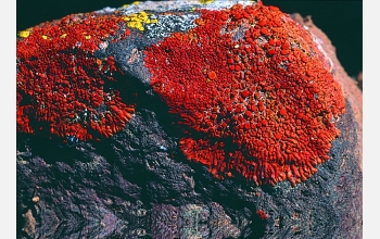 Lichen species <em>Caloplaca ignea</em>