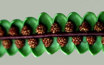 The fern <em>Stromatopteris monoliformis</em> with clusters of spore cases